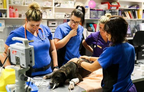 emergency vet